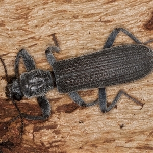 Eunatalis sp. (Genus) at Belconnen, ACT - Yesterday by kasiaaus