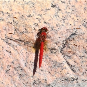 Diplacodes haematodes at Tharwa, ACT - Yesterday by TimL
