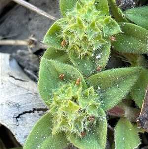 Unverified Other Wildflower or Herb at Windellama, NSW - Yesterday by JaneR