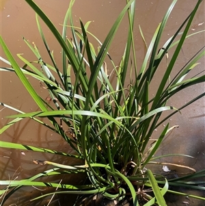 Cycnogeton sp. (Water Ribbons) at Windellama, NSW - Yesterday by JaneR