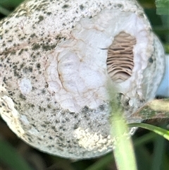 Unverified Fungus by LisaH