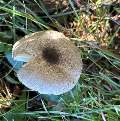 Unverified Fungus by LisaH