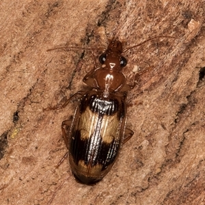 Trigonothops sp. (genus) at Belconnen, ACT - Yesterday by kasiaaus