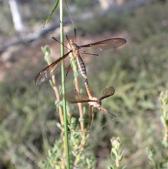 Leptotarsus (Leptotarsus) sp.(genus) by TwoRivers