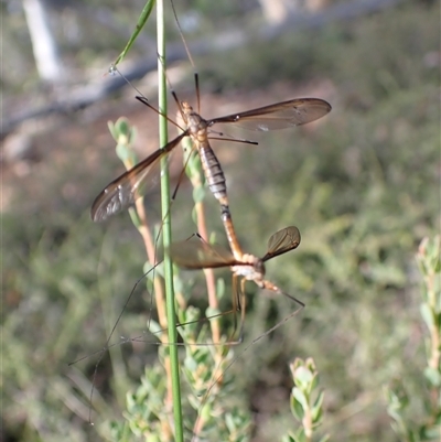 Leptotarsus (Leptotarsus) sp.(genus) by TwoRivers