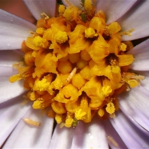 Psyllidae sp. (family) at Tharwa, ACT - Yesterday by TimL