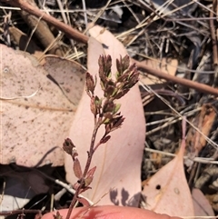 Unverified Plant at Crowther, NSW - 17 Apr 2025 by Frecko