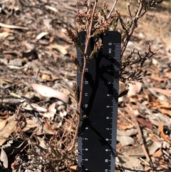 Unverified Plant at Crowther, NSW - 17 Apr 2025 by Frecko