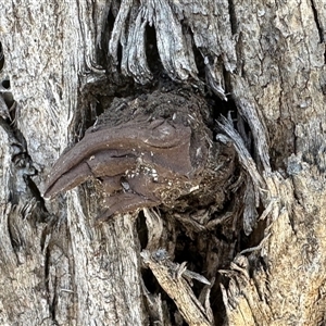 Unverified Fungus at Aranda, ACT - Today by KMcCue