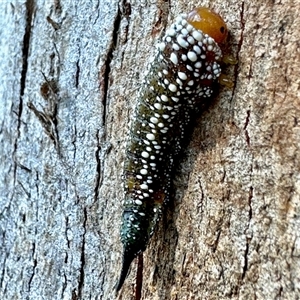 Pterygophorus cinctus at Aranda, ACT - Today by KMcCue