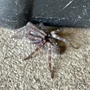 Steatoda grossa at Aranda, ACT - Yesterday by KMcCue