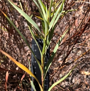 Stypandra glauca at Ghan, NT - Today by Frecko