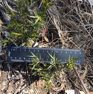 Melichrus erubescens at Ghan, NT - Today by Frecko