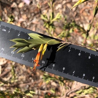 Styphelia triflora (Five-corners) at Crowther, NSW - Yesterday by Frecko