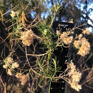 Cassinia laevis subsp. rosmarinifolia at Ghan, NT - 15 Apr 2025 by Frecko