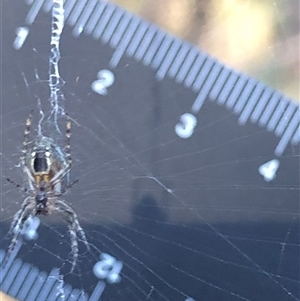 Unverified Spider at Ghan, NT - 15 Apr 2025 by Frecko