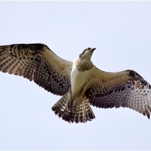 Pandion haliaetus at Port Macquarie, NSW - suppressed