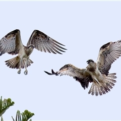 Pandion haliaetus at Port Macquarie, NSW - suppressed