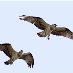 Pandion haliaetus at Port Macquarie, NSW - suppressed