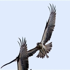 Pandion haliaetus at Port Macquarie, NSW - suppressed