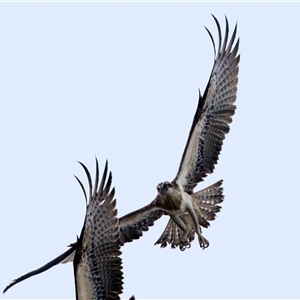 Pandion haliaetus at Port Macquarie, NSW - suppressed