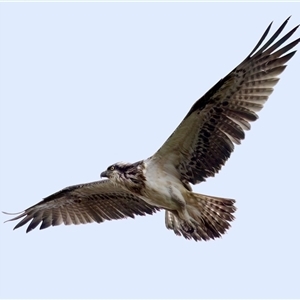 Pandion haliaetus at Port Macquarie, NSW - suppressed