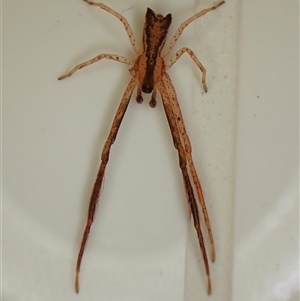 Sidymella sp. (genus) by CathB