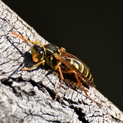 Polistes (Polistes) chinensis (Asian paper wasp) at Dunlop, ACT - 17 Apr 2025 by Thurstan