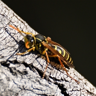 Polistes (Polistes) chinensis (Asian paper wasp) at Dunlop, ACT - 17 Apr 2025 by Thurstan