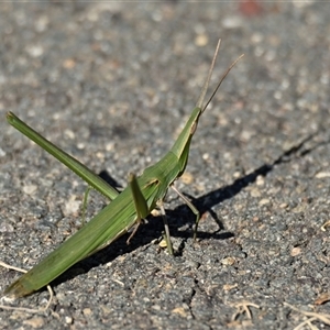 Unverified Grasshopper, Cricket or Katydid (Orthoptera) at Dunlop, ACT - Today by Thurstan