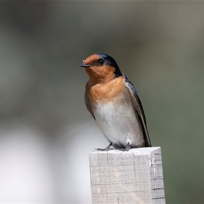 Hirundo neoxena (Welcome Swallow) at Belconnen, ACT - Yesterday by AlisonMilton