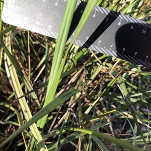 Unverified Plant at Crowther, NSW - 15 Apr 2025 by Frecko