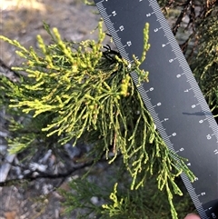 Callitris endlicheri at Crowther, NSW - 15 Apr 2025 04:11 PM