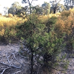 Callitris endlicheri at Crowther, NSW - 15 Apr 2025 04:11 PM