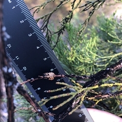 Callitris endlicheri at Crowther, NSW - 15 Apr 2025 04:11 PM