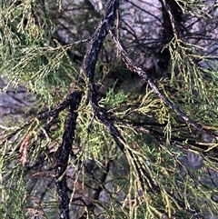 Callitris endlicheri at Crowther, NSW - 15 Apr 2025 04:11 PM