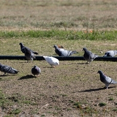 Columba livia (Rock Dove (Feral Pigeon)) at Belconnen, ACT - 16 Apr 2025 by AlisonMilton