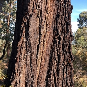 Eucalyptus sideroxylon subsp. sideroxylon (Mugga Ironbark or Red Ironbark) at Crowther, NSW - 15 Apr 2025 by Frecko