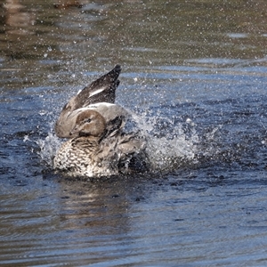 Chenonetta jubata at Belconnen, ACT - Yesterday by AlisonMilton