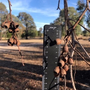 Eucalyptus sideroxylon subsp. sideroxylon (Mugga Ironbark or Red Ironbark) at Crowther, NSW - 15 Apr 2025 by Frecko