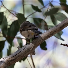 Pachycephala pectoralis (Golden Whistler) at Higgins, ACT - Yesterday by AlisonMilton