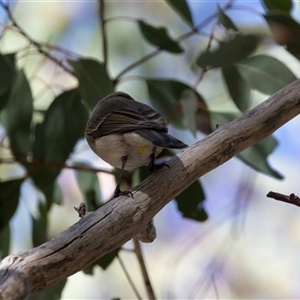 Pachycephala pectoralis at Higgins, ACT - Yesterday by AlisonMilton