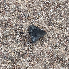 Androchela newmannaria at Crowther, NSW - 14 Apr 2025 04:58 PM