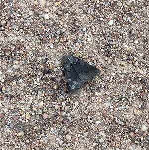 Androchela newmannaria at Crowther, NSW - 14 Apr 2025 04:58 PM
