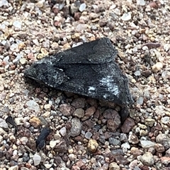 Androchela newmannaria at Crowther, NSW - 14 Apr 2025 04:58 PM