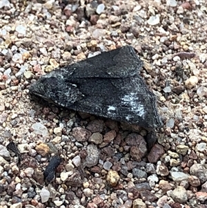 Androchela newmannaria at Crowther, NSW - 14 Apr 2025 04:58 PM
