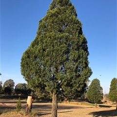 Callitris endlicheri at Crowther, NSW - 14 Apr 2025 04:36 PM