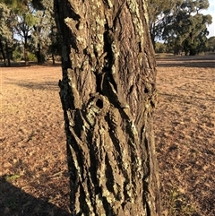 Callitris endlicheri at Crowther, NSW - 14 Apr 2025 04:36 PM