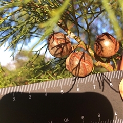 Callitris endlicheri at Crowther, NSW - 14 Apr 2025 04:36 PM