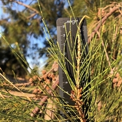 Casuarina cunninghamiana subsp. cunninghamiana at Crowther, NSW - 14 Apr 2025 04:30 PM